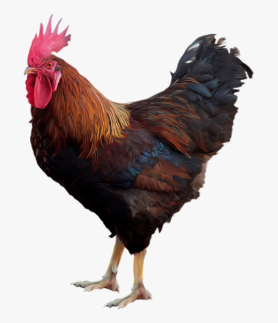 Hen Clipart Free Range Chicken - Cock Png, Transparent Clipart