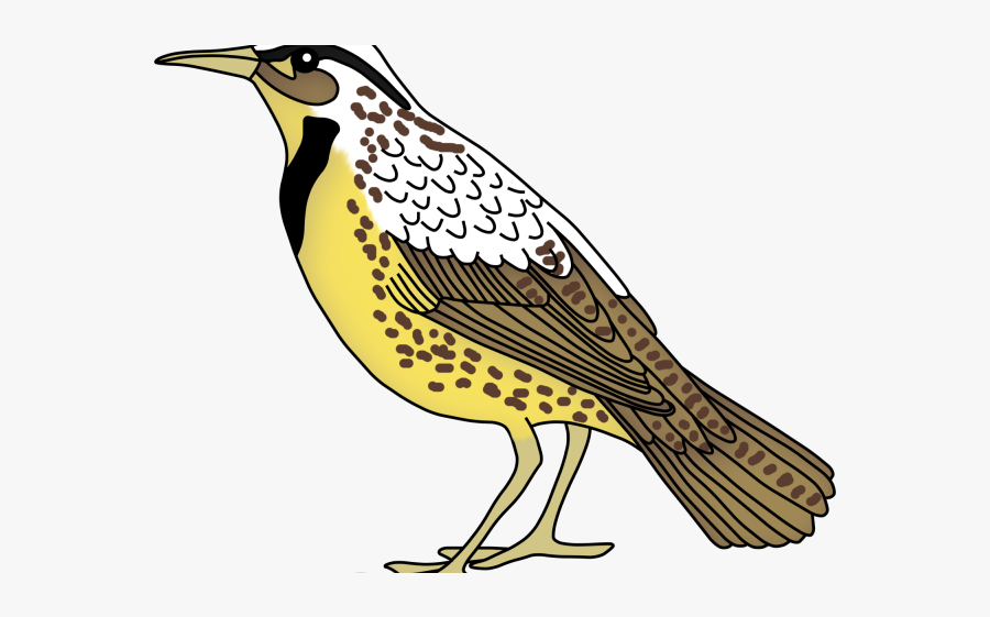 Meadowlark Clipart, Transparent Clipart