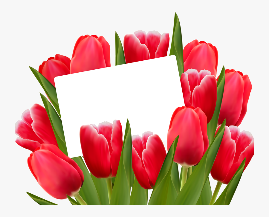 Red Tulips- Spring Clip Art - Tulips Png, Transparent Clipart