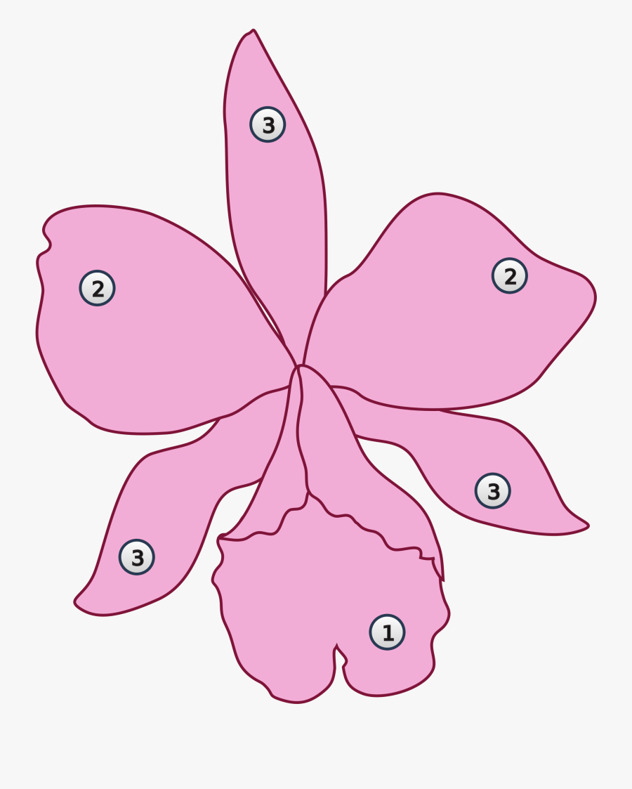 Cute Pig Clipart 19, - Labellum Orchidee, Transparent Clipart