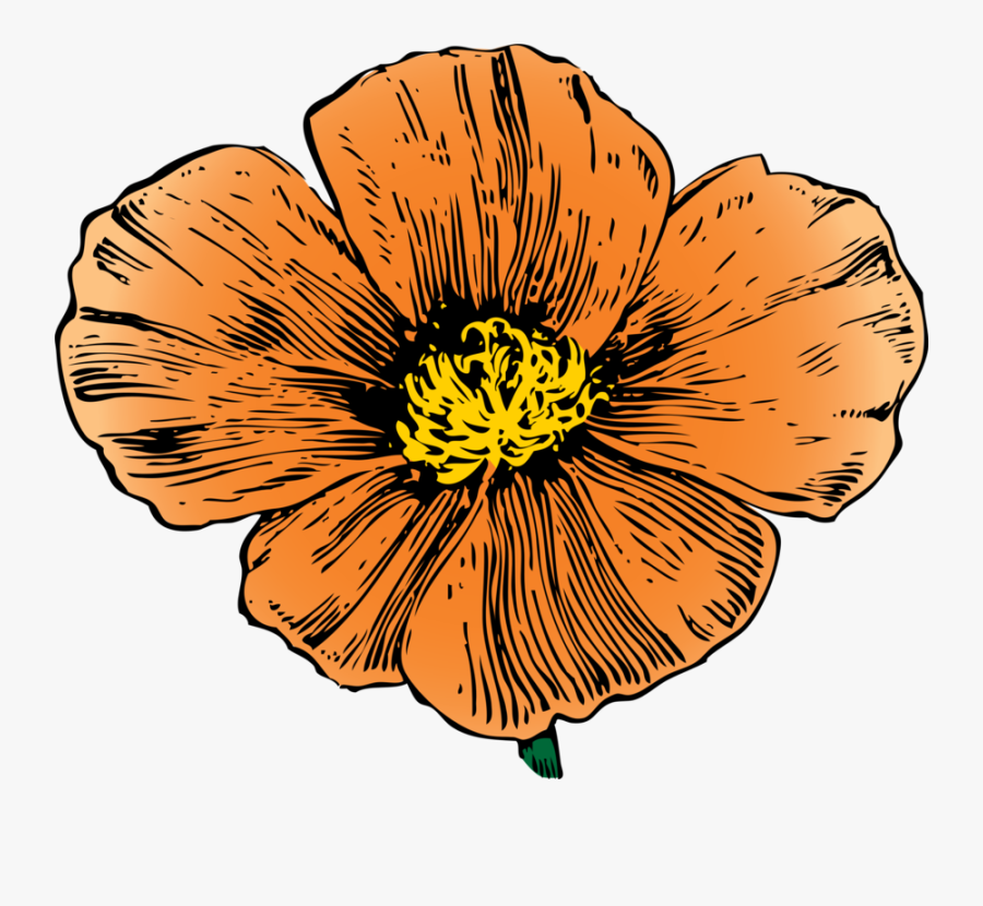 Clip Art Library Flower - California Golden Poppy Drawing, Transparent Clipart