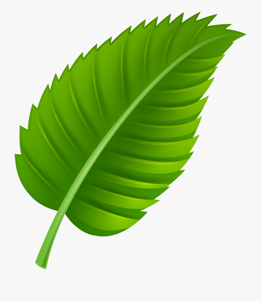 Green Leaf Png Clip Art, Transparent Clipart