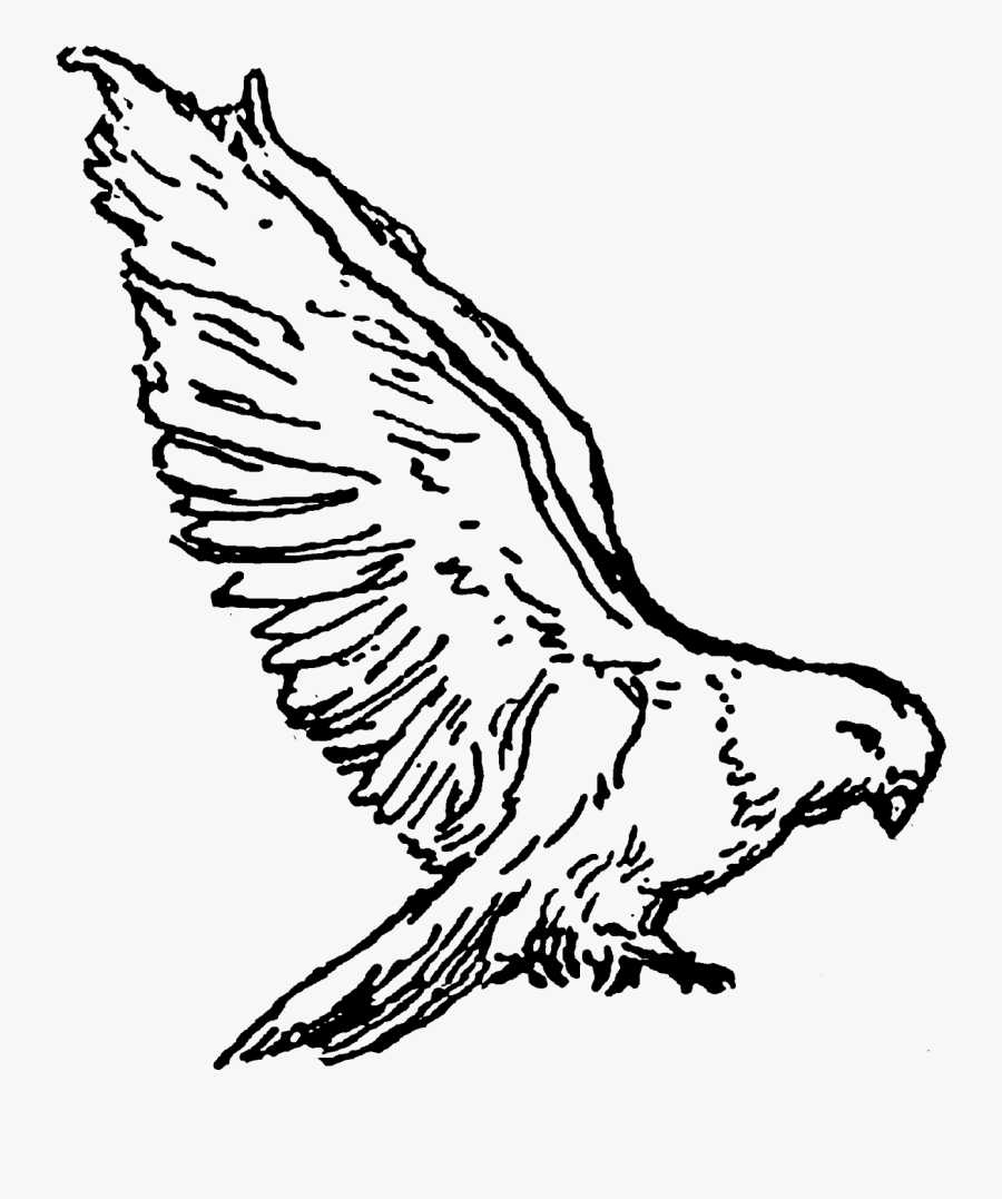 Vector Free Clipart Doves - Kite Bird Clipart, Transparent Clipart