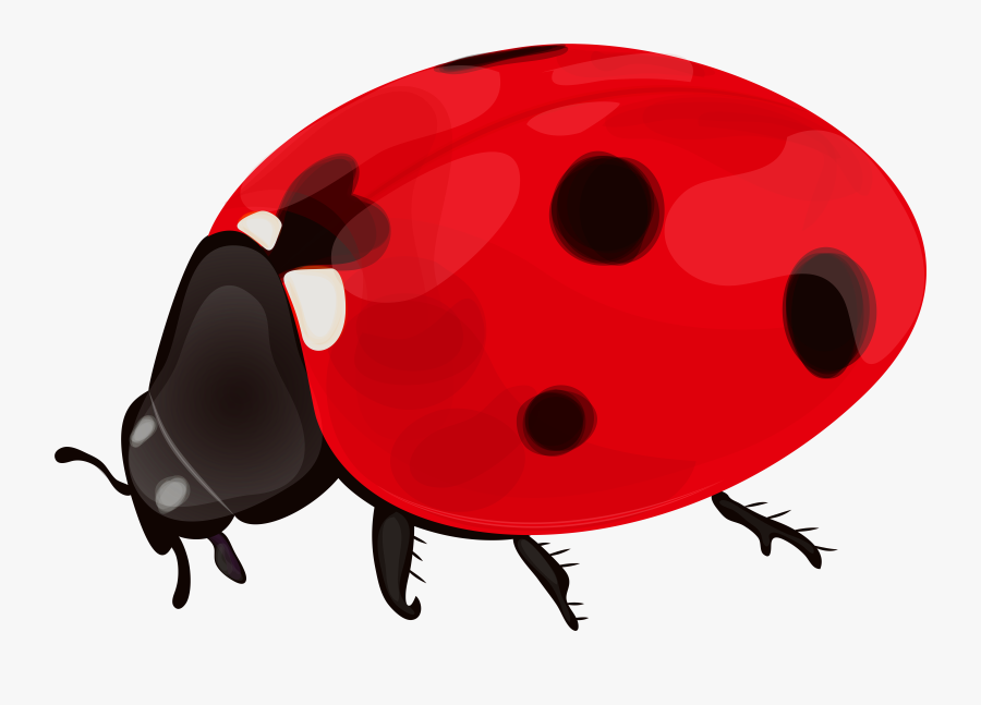 Spring Clipart Lady Bug - Lady Bug Clip Art Png, Transparent Clipart