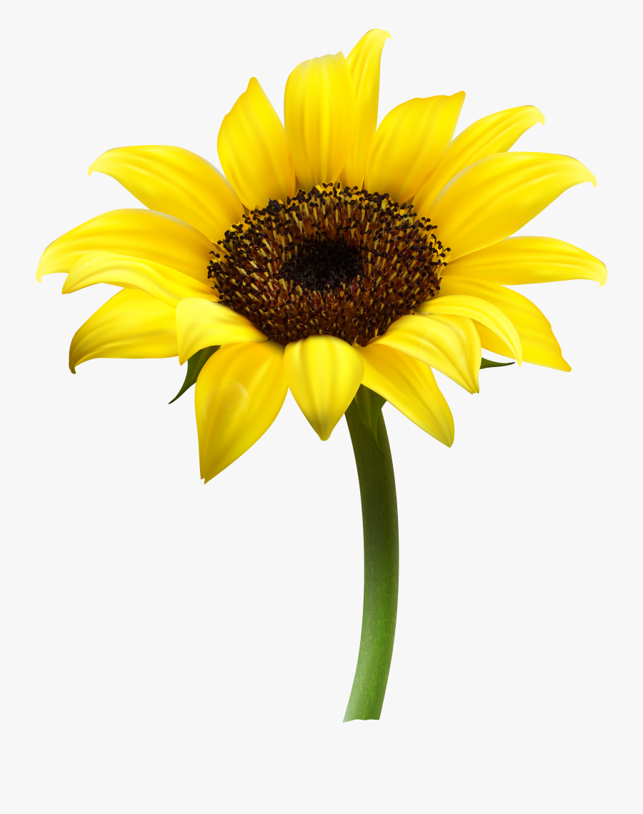 Thumb Image - Transparent Background Sunflower Png, Transparent Clipart