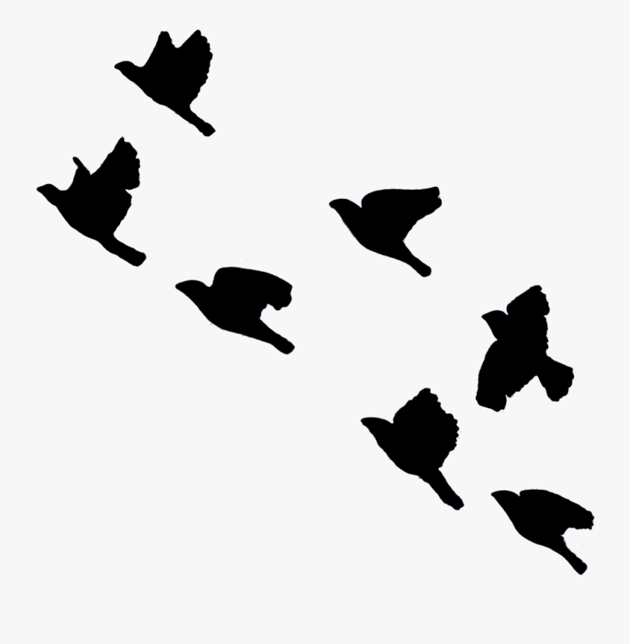 Birds Bird Fly Sky Blackbirds Flying Blackcolor Ftestic - Cartoon Bird Flying Shadow, Transparent Clipart