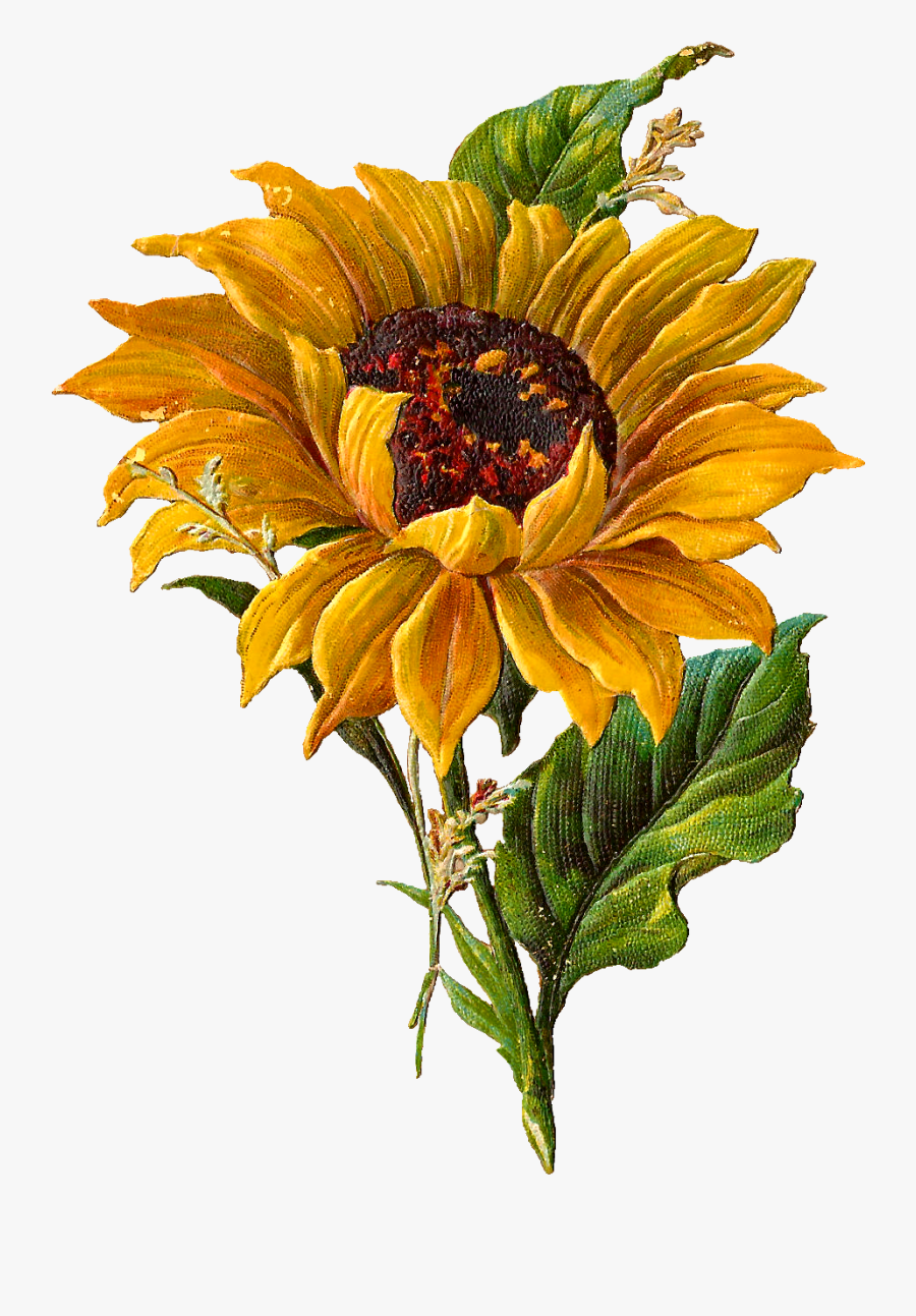 vintage-sunflower-botanical-illustration-free-transparent-clipart