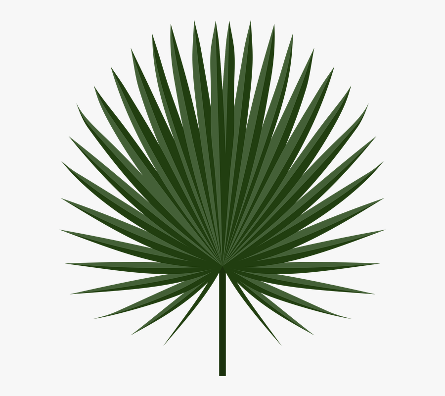 Holiday, Leaf, Palm, Plant, South, Tropic - Palm Leaf Png, Transparent Clipart