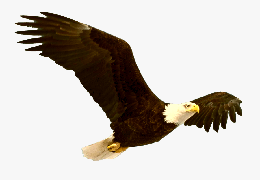 Bald Eagle Bird Clip Art - Eagle Bird Information, Transparent Clipart