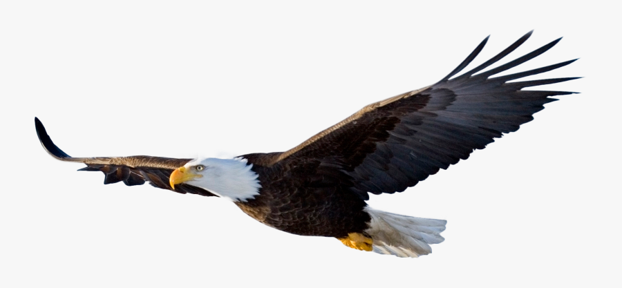 Bald Eagle Portable Network Graphics Clip Art Image - Flying Eagle Png, Transparent Clipart