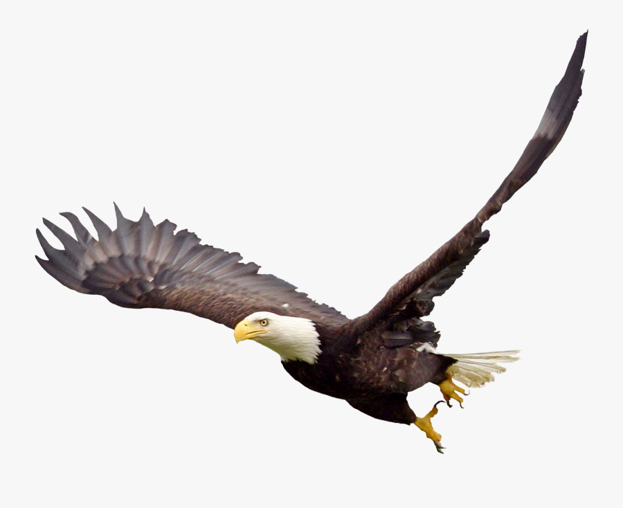 Free Bald Eagle Png Transparent Images, Download Free - Bald Eagle Transparent Background, Transparent Clipart