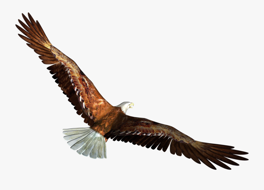 Eagle Clipart In Flight - Eagle Flying Gif Png, Transparent Clipart