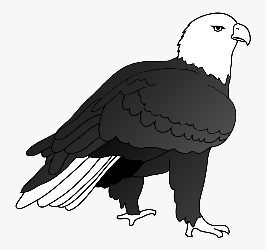 Bald Eagle Drawings - Drawing Of A Big Eagle, Transparent Clipart