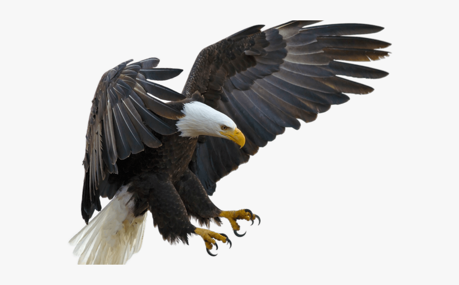 Transparent Eagle Feather Png - Eagle With Talons Out, Transparent Clipart