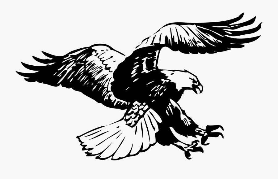 Bald Eagle Black - Bald Eagle Black And White, Transparent Clipart