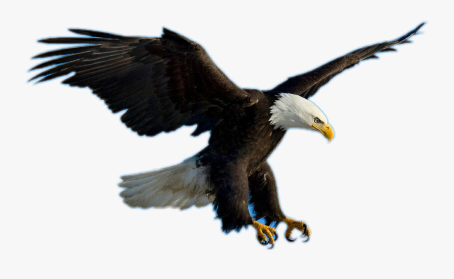 Transparent Bald Eagle Clipart - Eagles Flying Png, Transparent Clipart