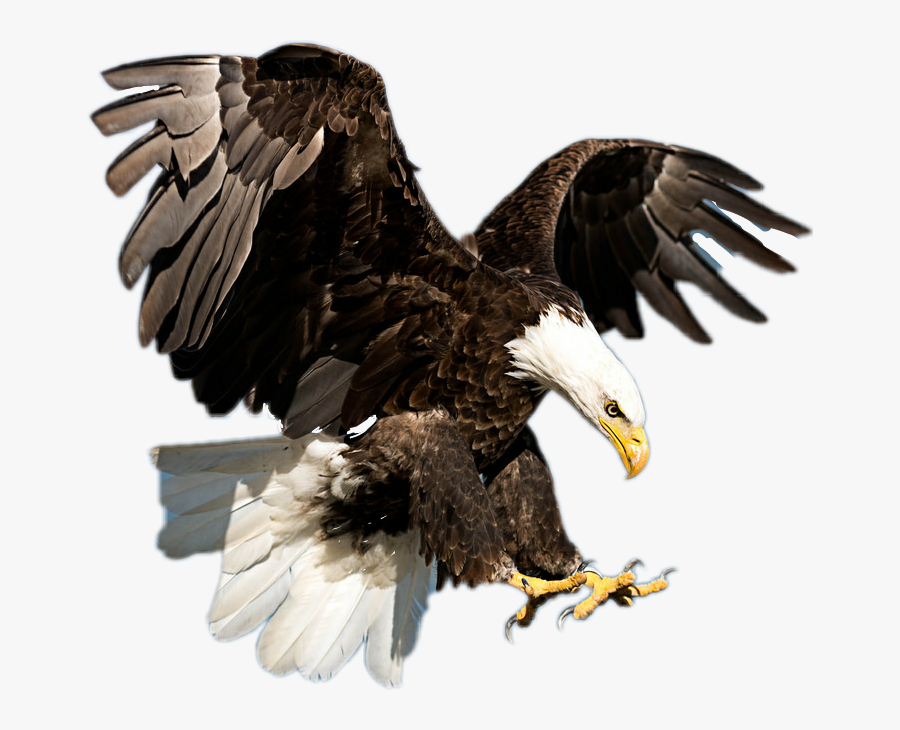 Transparent Bald Eagle Flying Png - American Bald Eagle Real, Transparent Clipart