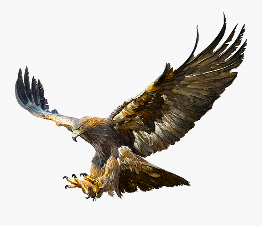 Bald Eagle Golden Eagle Flight Drawing - Flying Golden Eagle Drawing, Transparent Clipart