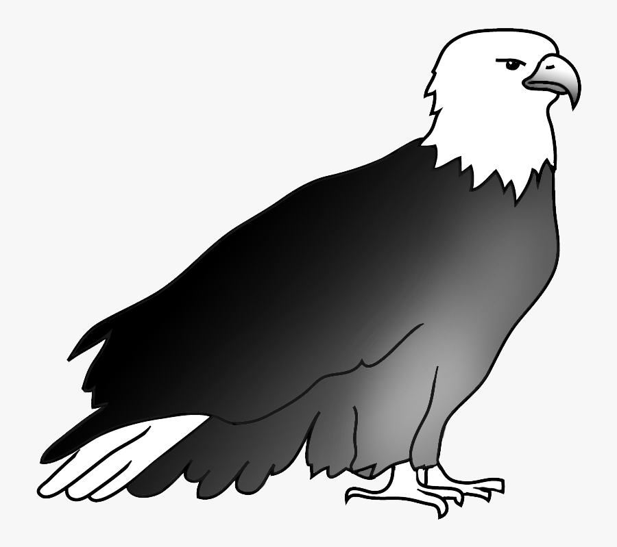 Resting Bald Eagle Drawing - Eagle Drawing Transparent, Transparent Clipart