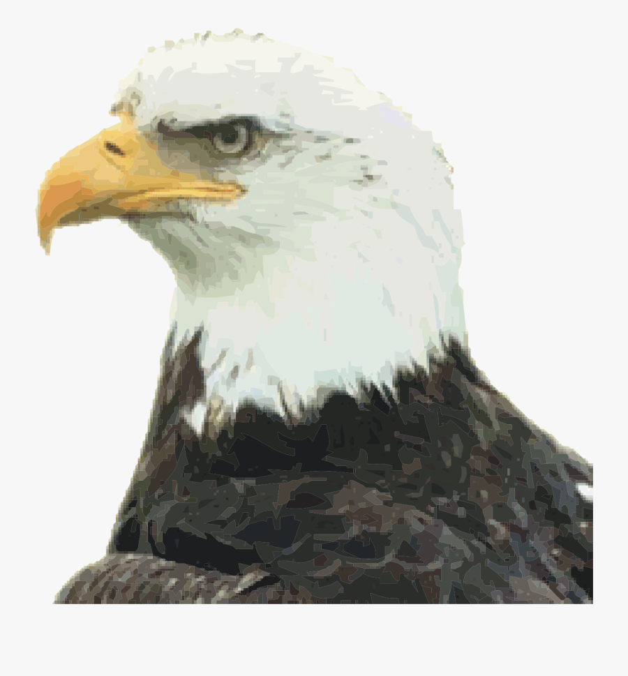 Eagle,bald Eagle,bird Of Prey - Welcome As New American Citizen, Transparent Clipart
