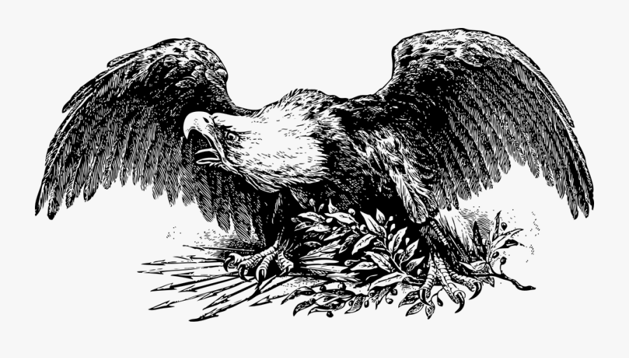 Bald, Eagle, Spread, Wings, Raptor, Predator, Symbol - Civil War Eagle Art, Transparent Clipart