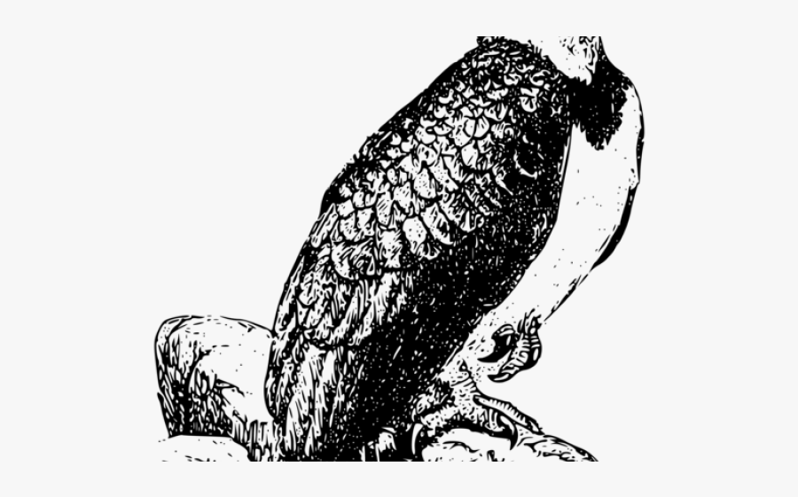 Bald Eagle Clipart, Transparent Clipart