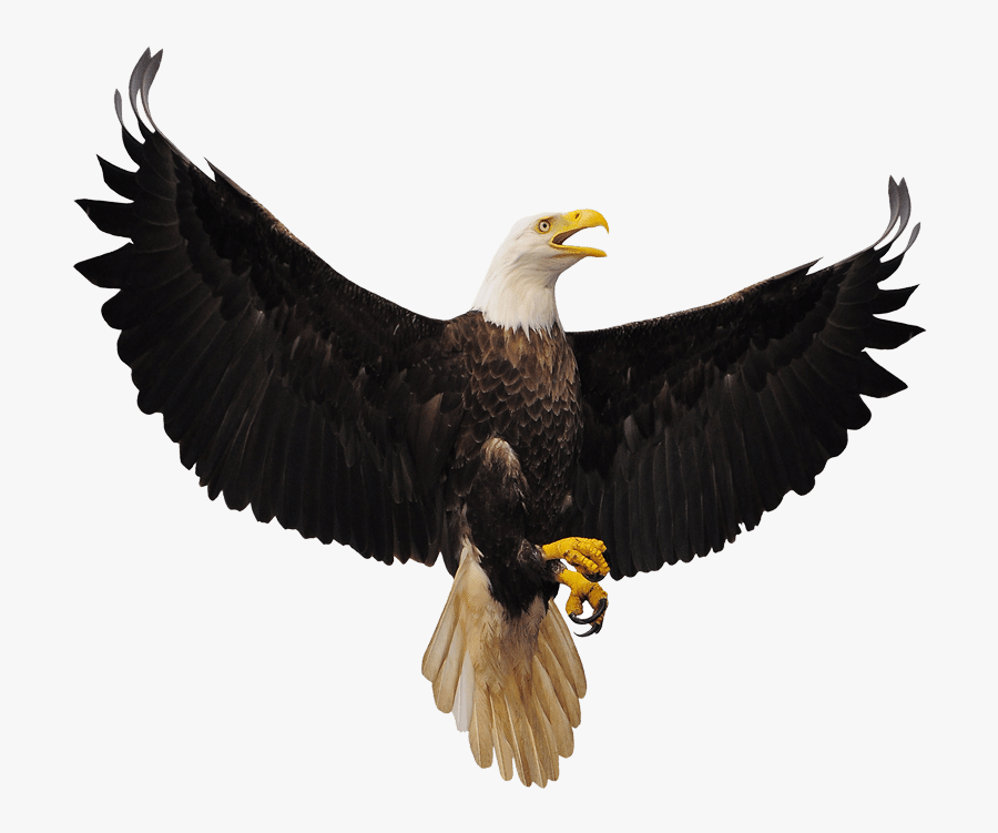 Eagle, Transparent Clipart