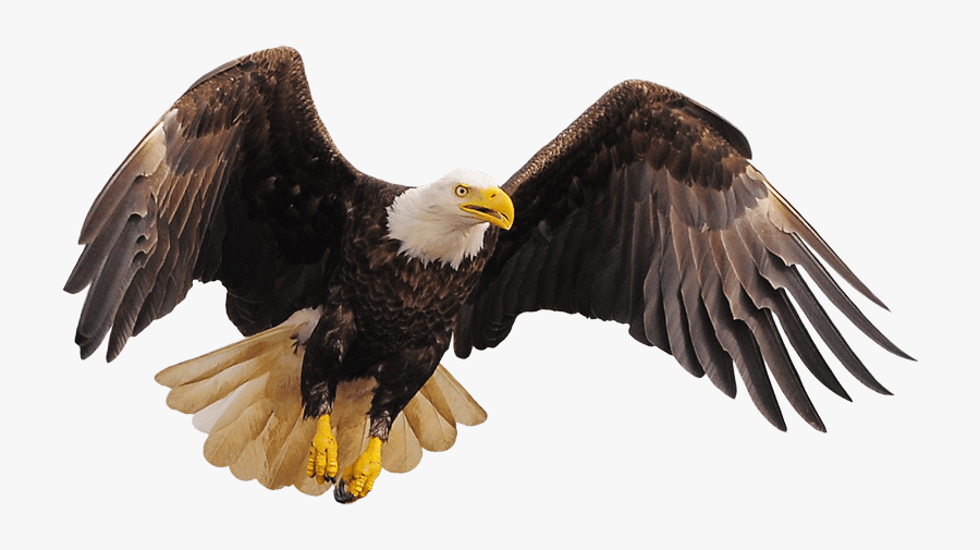 Transparent Bald Eagles Clipart - Bald Eagle, Transparent Clipart