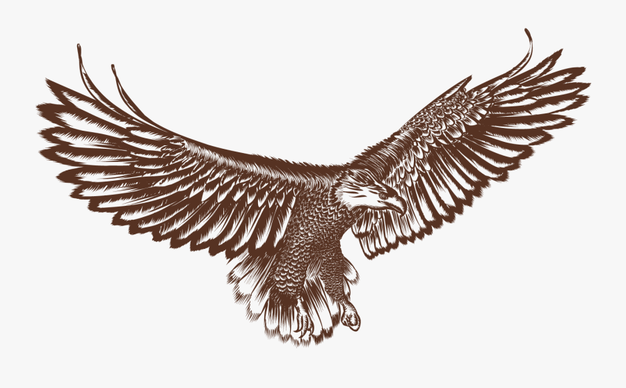 Bald Eagle Hawk Bird - Hawk, Transparent Clipart