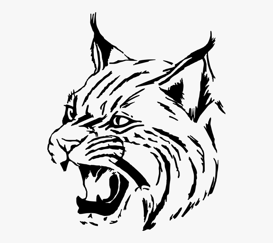 Tiger, Wildcat, Cat, Head, Face, Animal, Mammal, Bobcat - Wildcat Png, Transparent Clipart