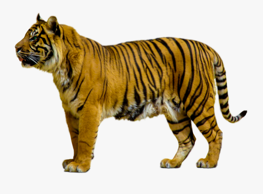 Bengal-tiger - Tiger Transparent Background, Transparent Clipart