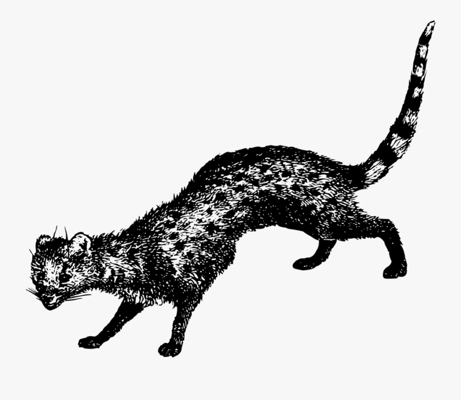 Wild - Cat, Transparent Clipart