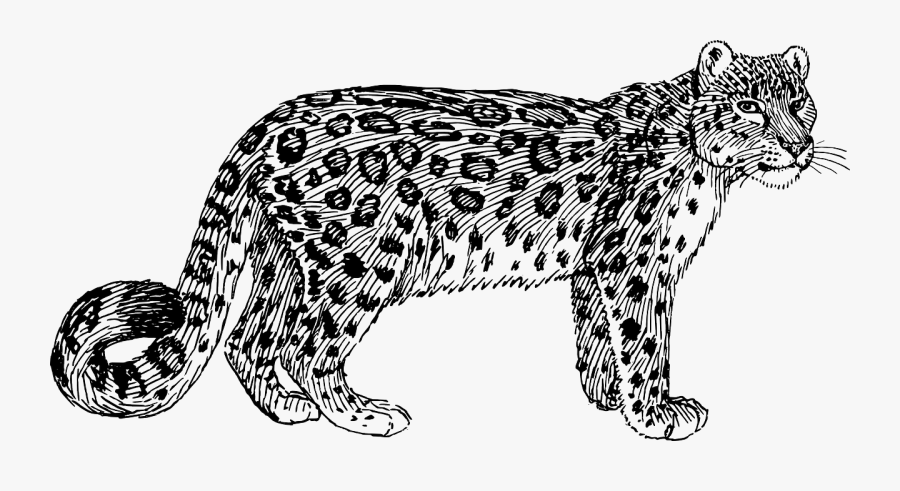 Snow Leopard Clipart Black And White, Transparent Clipart