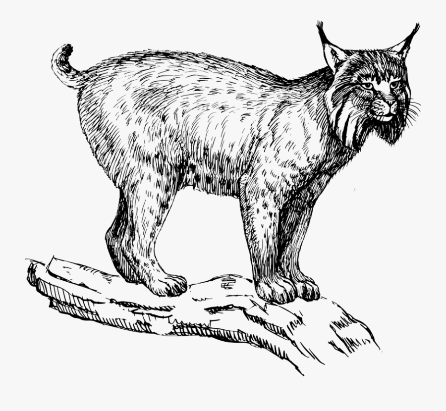 Wild Cat,carnivoran,dog Like Mammal - Lynx Clipart Black And White, Transparent Clipart