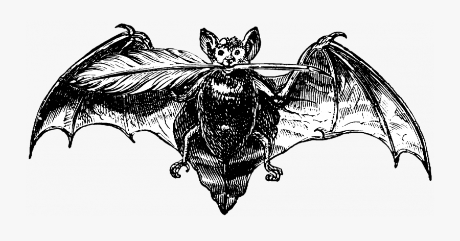 Story Contest Tattered Cover - Illustration, Transparent Clipart