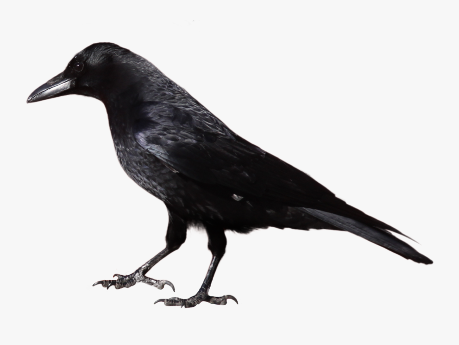 Crow - Crow Clipart Black And White, Transparent Clipart