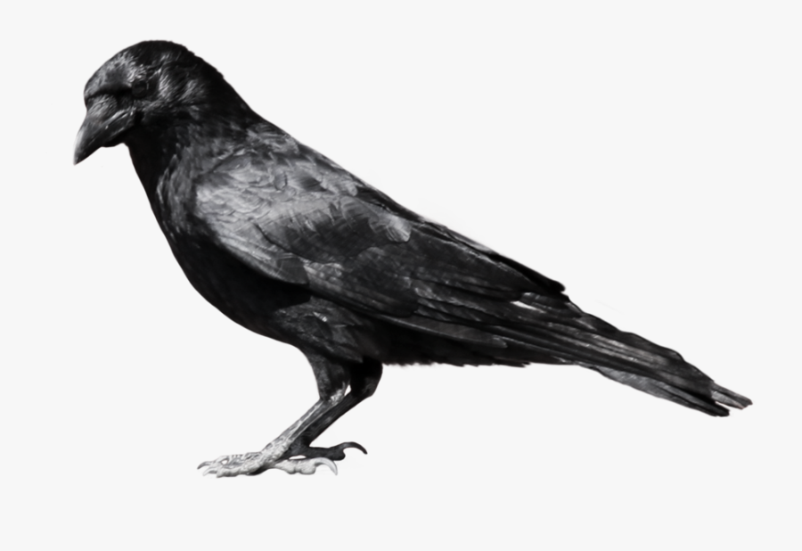 Crow Png, Transparent Clipart