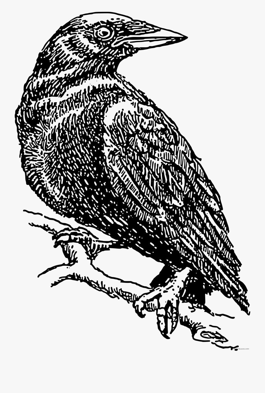 Crow Clipart Black And White, Transparent Clipart