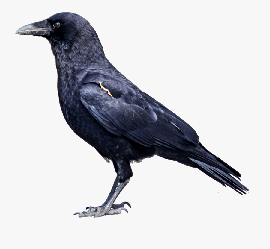 Crow Clipart Png - Animals That Eats Both Plants And Animals, Transparent Clipart