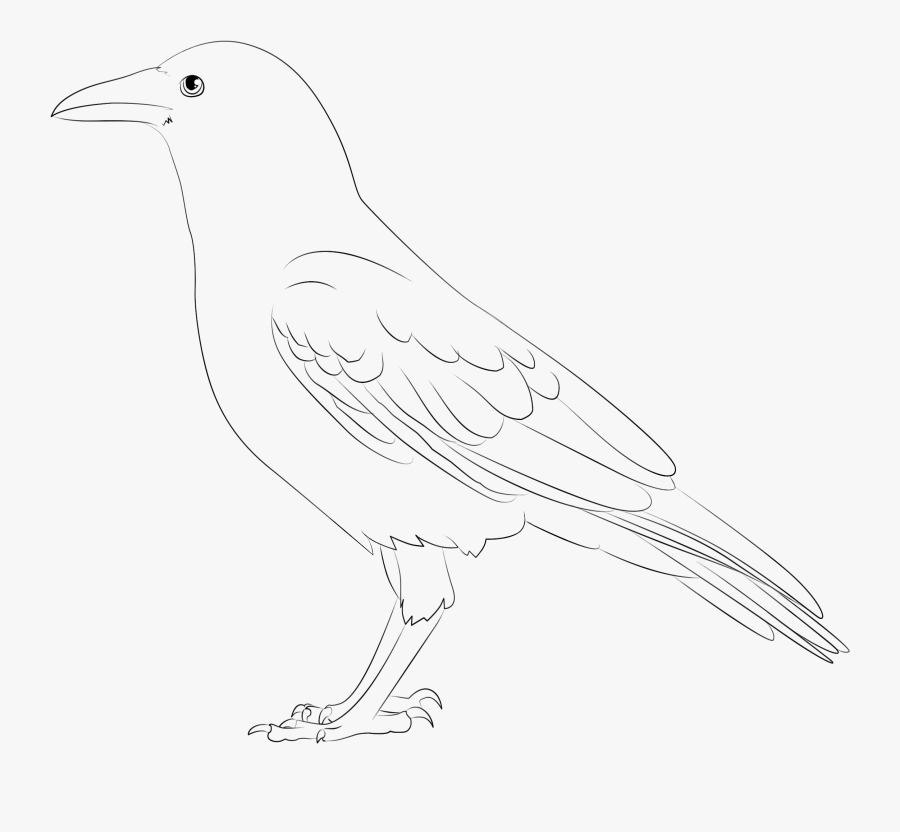 Transparent Black Crow Png - Great Crested Flycatcher, Transparent Clipart