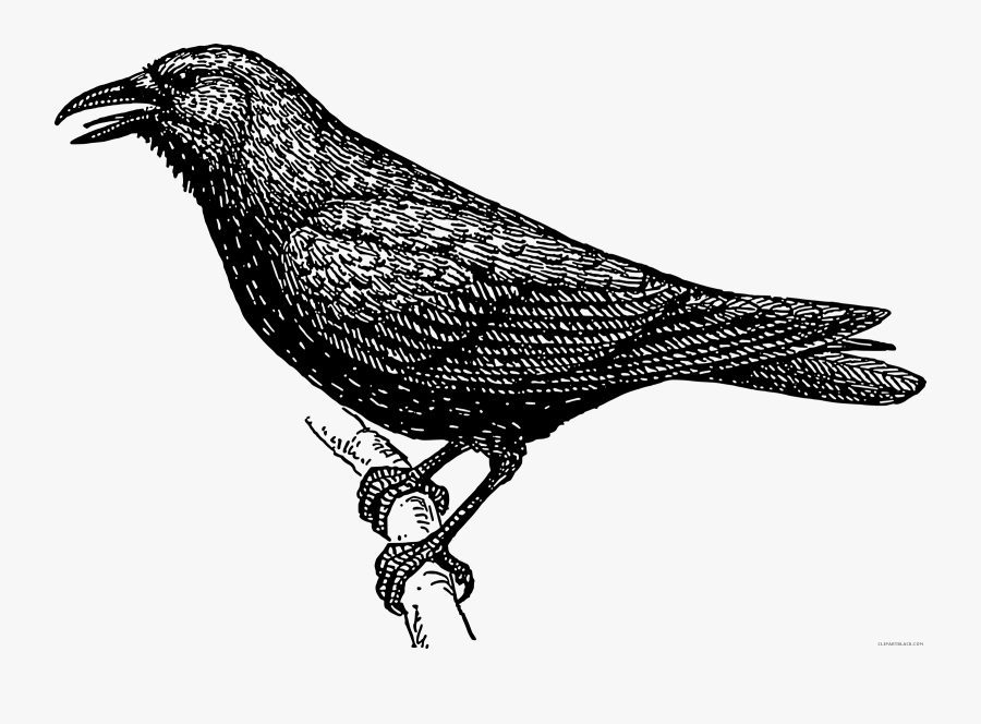 Crow Clipart Black And White, Transparent Clipart