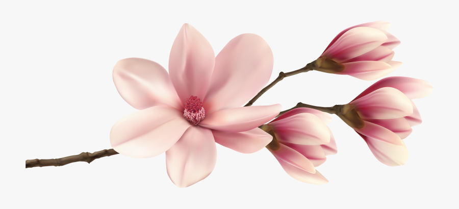 Spring Branch Png Clip - Magnolia Png, Transparent Clipart