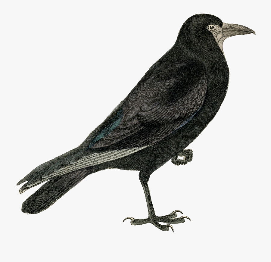 Transparent Raven Flying Png - Vintage Crow Print, Transparent Clipart