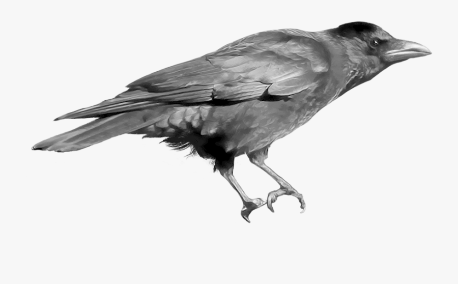Crow Clip Art - English Birds Sounds Name, Transparent Clipart
