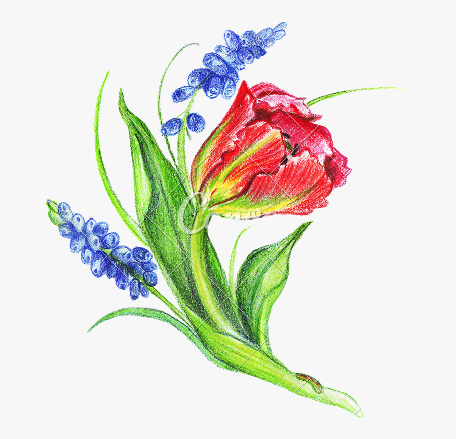 Drawing Spring Bunch Flower Transparent Png Clipart - Tulip, Transparent Clipart