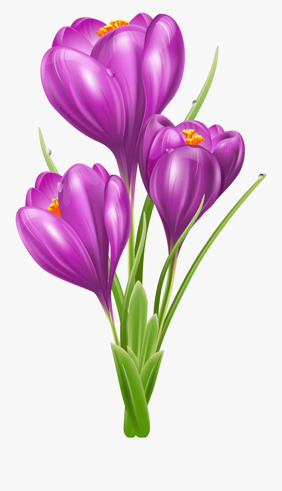 Spring Clipart Crocus - Crocus Clip Art, Transparent Clipart