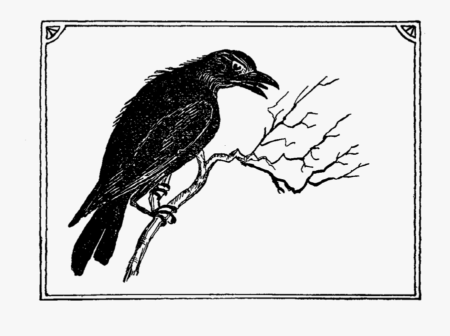 Hawk, Transparent Clipart