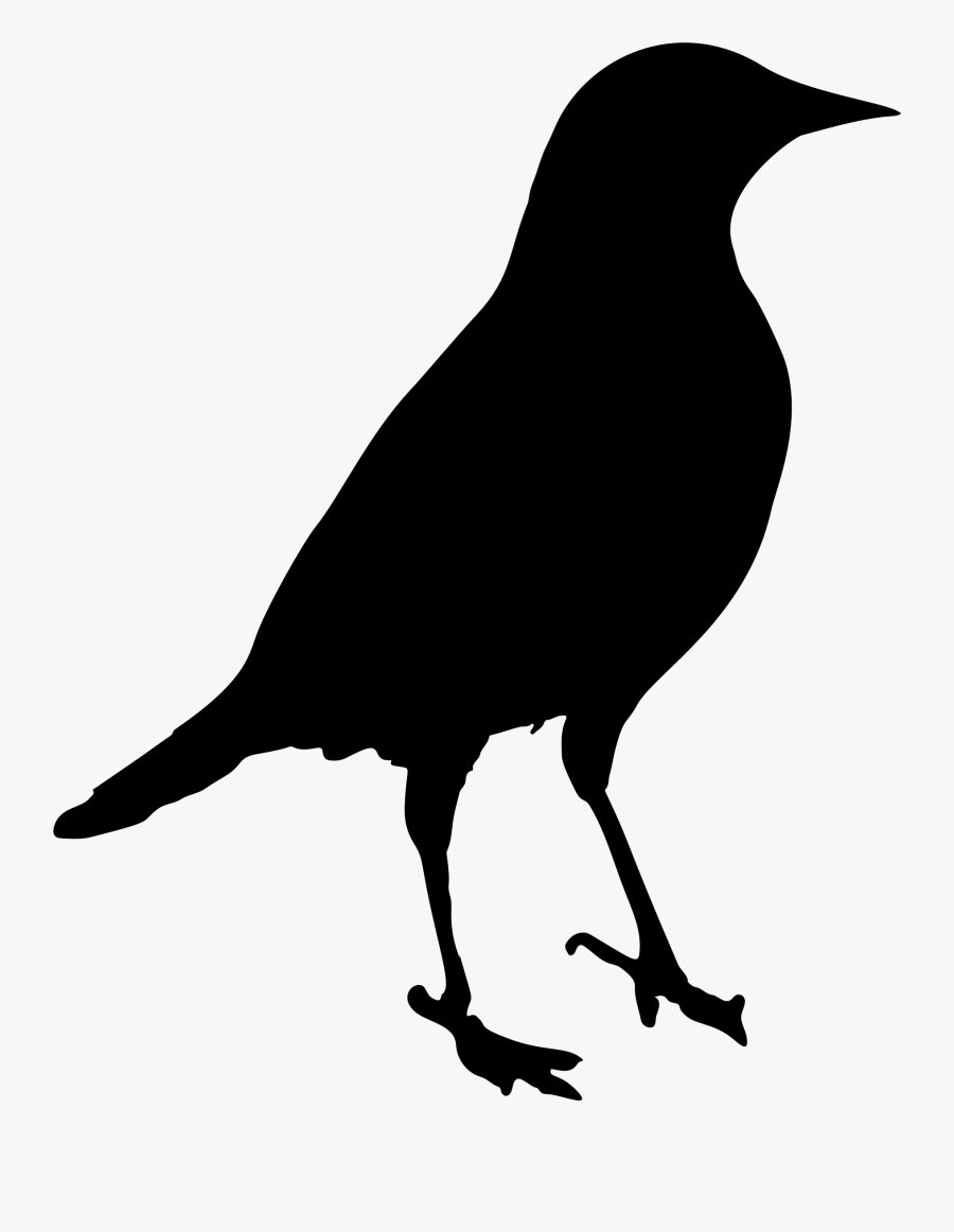 Crow Like Bird,wildlife,rook, Transparent Clipart