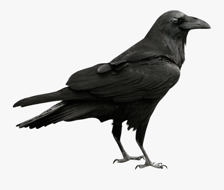 Raven Transparent Background, Transparent Clipart
