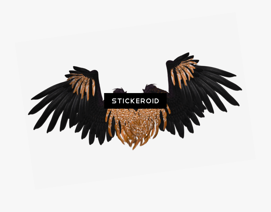 Wings Black And Brown Crow - Real Dark Angel Wings, Transparent Clipart